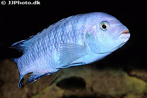 Chindongo saulosi