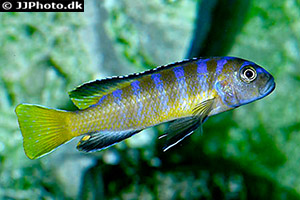 Chindongo sp. elongatus mpanga