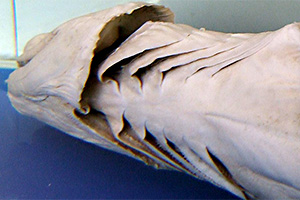 Kragenhai (Chlamydoselachus anguineus)