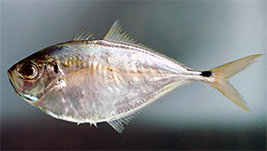 Atlantic bumper (Chloroscombrus chrysurus)