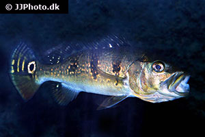 Cichla kelberi