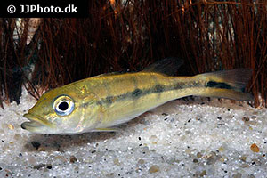 Cichla melaniae