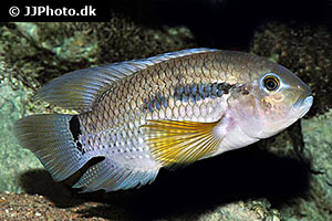 Cichlasoma bimaculatum