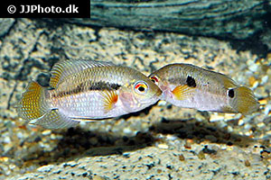 Cichlasoma portalegrense