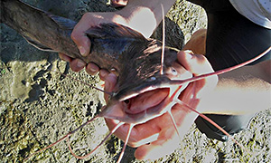 Aalraubwels (Clarias anguillaris)