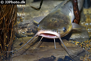 Clarias theodorae