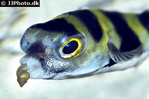 Assel-Kugelfisch (Colomesus asellus)