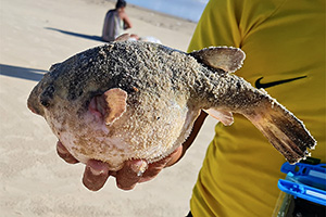 Papageikugelfisch (Colomesus psittacus)