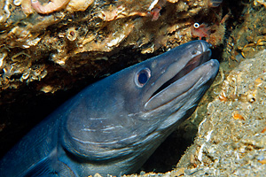 Meeraal (Conger conger)