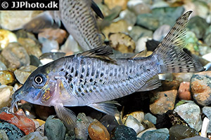 Corydoras acutus