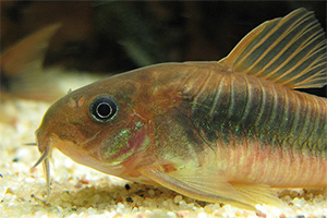 Metallpanzerwels (Osteogaster aenea)