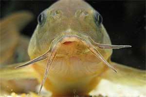 Metallpanzerwels (Osteogaster aenea)