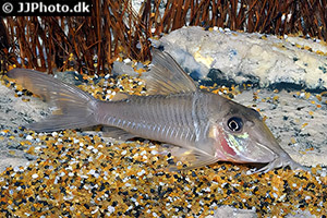 Corydoras amapaensis