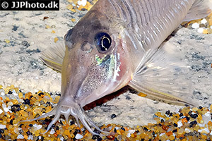 Corydoras amapaensis