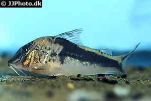Corydoras fowleri