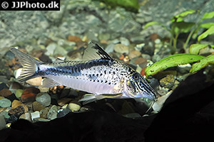 Corydoras fowleri