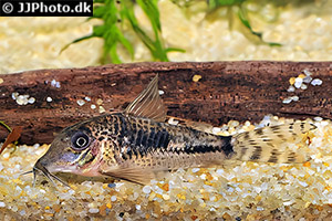 Corydoras fulleri