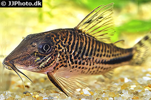 Corydoras fulleri