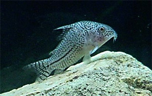 Vielgepunkteter Schilderwels (Pterygoplichthys multiradiatus)
