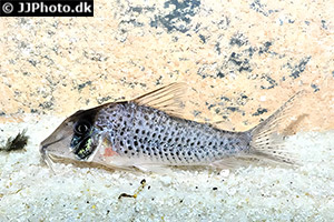 Corydoras iiap