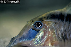 Corydoras narcissus