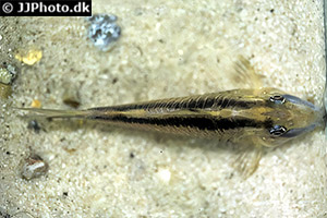 Corydoras narcissus