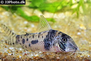 Corydoras pastazensis