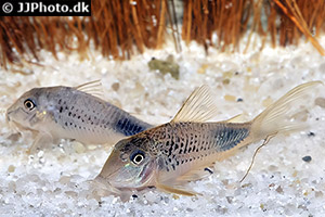 Corydoras ourastigma