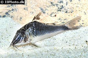 Flügelpanzerwels (Corydoras semiaquilus)