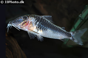 Flügelpanzerwels (Corydoras semiaquilus)