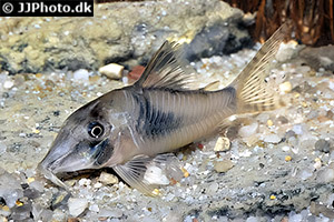 Corydoras septentrionalis