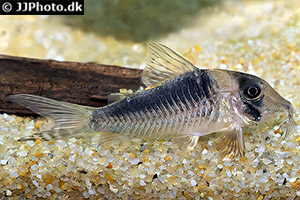 Corydoras septentrionalis