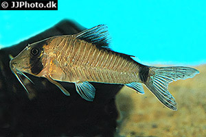 Corydoras simulatus