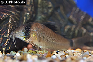 Corydoras simulatus