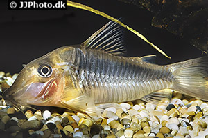 Corydoras treitlii