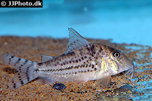 Corydoras vittatus