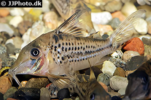 Corydoras vittatus