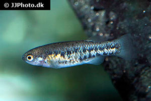 White-River-Quellkärpfling (Crenichthys baileyi)