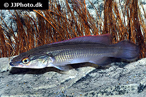 Crenicichla johanna