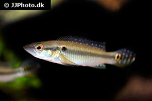 Crenicichla menezesi