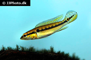 Crenicichla saxatilis