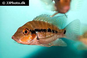 crenicichla-sp.-belly-crawler
