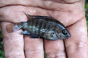 Cryptoheros chetumalensis