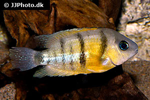 Weinrotflossiger Buntbarsch