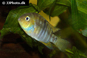 Blauaugen-Buntbarsch (Cryptoheros spilurus)