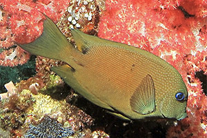 Blauaugen-Borstenzahndoktorfisch (Ctenochaetus binotatus)
