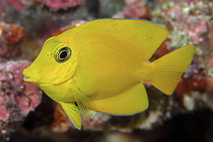 Blaulippen-Borstenzahndoktor (Ctenochaetus cyanocheilus)
