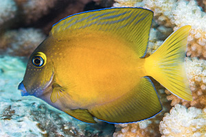 Ctenochaetus flavicauda (Jungfisch)