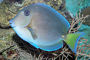 Hawaii-Borstenzahndoktorfisch (Ctenochaetus hawaiiensis)