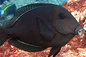 Blaufleck-Borstenzahndoktorfisches (Ctenochaetus marginatus)